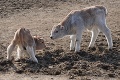 Košická zoo sa rozrastá: Narodili sa dva býčky a vodárka