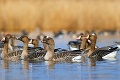 Migrácia v plnom prúde: Tisíce vtákov nocujú na rybníkoch!