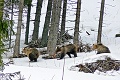 Medvede už vstali a upratujú: Navštevujú kontajnery v osadách!