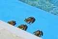 Biokúpalisko vo Veľkom Krtíši: Okúpte sa spolu so žabami!