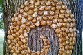 Záhada na Kalvárii v Trnave: Na strom niekto pribil vyše sto slimákov!