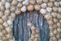 Záhada na Kalvárii v Trnave: Na strom niekto pribil vyše sto slimákov!