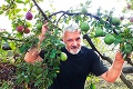 Záhradkár sa teší z unikátnej úrody: Na jabloni má jablká aj hrušky!