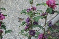 Čitateľovi po záhrade lieta čudo: Kolibrík alebo exotický motýľ?