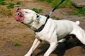 Smrtiaci útok pitbula: Zúrivý pes ženu († 45) oskalpoval!