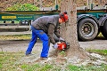 Dal im zabrať! Košiciam už kraľuje 2-tonový vianočný stromček!