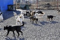 Krutý rekord z košického útulku: Za dva dni ľudia vyhodili 30 psíkov!