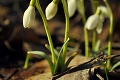 Unikátne foto prebudenej prírody: Zvieratá budú trpieť, udrie mráz -18 °C!