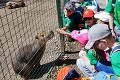 Najmenšia slovenská ZOO sa teší z nových prírastkov: Populárna je opička a kapybara!