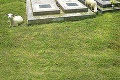 Tento cintorín obrábajú ovečky: Katolícky farár si zo zvierat urobil živé kosačky!