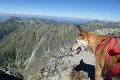 Z ustráchaného psíka z útulku je statočná horolezkyňa: Gora zvládla výstup na Kriváň!