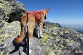 Z ustráchaného psíka z útulku je statočná horolezkyňa: Gora zvládla výstup na Kriváň!