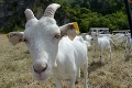 Po 50 rokoch ich vypustili na pašu: Kobylu obžúvajú kozy!