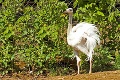 V bojnickej zoo sa narodilo snehobiele mláďa pštrosa: Mama, tata, koho vlastne som?!