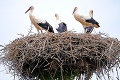 Slováci sú na stope bocianom: Päť z nich odletelo do Afriky, prežili všetci?