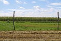 Nová hrozba pre slovenských poľnohospodárov? Pri Piešťanoch sa pestuje geneticky upravená kukurica!