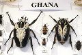 Exotická výstava vo Fiľakove: Najväčší chrobák je z Ghany