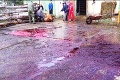 Krv, zvíjajúce sa zvieratá a plno moslimov: Pri Malackách rozpútali na farme hororové jatky!