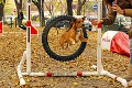 Bratislava má prvý psí park: Havkáči sa zabavia aj na hojdačke!