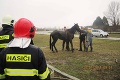 Veľká záchranná akcia: Šesť hasičov vyťahovalo koňa, ktorý sa sterigal do šachty!