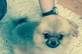 Najsledovanejší pes na svete Boo má problém: Pozri sa na nás, fešáčik! vyzývajú ho slovenskí krásavci