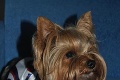 Najsledovanejší pes na svete Boo má problém: Pozri sa na nás, fešáčik! vyzývajú ho slovenskí krásavci