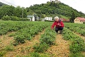 Nazbierajte si jahody sami: Ušetríte a ešte to aj budete chcieť robiť!