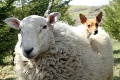Chutné či brečka: Je to z ovce a lížete to, čo je to?