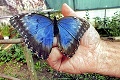 Požiera vlastných a už sa teší na vašu návštevu: Motýlí kanibal na povel sadne na ruku!