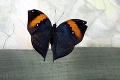 Požiera vlastných a už sa teší na vašu návštevu: Motýlí kanibal na povel sadne na ruku!
