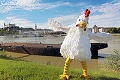 Po Európe chodí v kostýme kurčaťa: Identita obrieho vtáka odhalená!