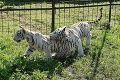 Biele tigríčatá lákajú davy: Apetít majú hodný Francúzov!
