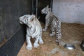 Biele tigríčatá lákajú davy: Apetít majú hodný Francúzov!