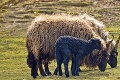 V košickej zoo vypukol baby boom: Ošetrovatelia nestíhajú rátať mláďatá!