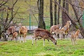 V košickej zoo vypukol baby boom: Ošetrovatelia nestíhajú rátať mláďatá!