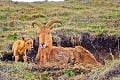 V košickej zoo vypukol baby boom: Ošetrovatelia nestíhajú rátať mláďatá!