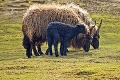 V košickej zoo vypukol baby boom: Ošetrovatelia nestíhajú rátať mláďatá!