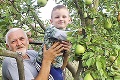 Záhradkár Jozef pomiešal hrušky s jablkami: Výsledky jeho práce obdivujú aj Angličania!