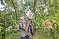 Záhradkár Jozef pomiešal hrušky s jablkami: Výsledky jeho práce obdivujú aj Angličania!