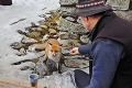 Vnučka legendárnej tatranskej líšky vyjedá turistov rovnako ako jej mama a babka: 3 generácie tuláčky Elišky na Rainerke