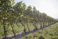 Najstaršiemu vinárovi Slovenska Štefanovi (93) to stále... myslí: Takéto ženy majú u neho šancu!