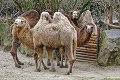 Na Slovensko prichádzajú mrazy, zvieratám v zoo to neprekáža: Ťavy držia poriadny rekord!