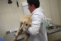 Veterinári zostali ako obarení: 10 najpodivnejších vecí, ktoré našli v žalúdkoch psov