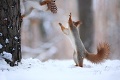 Veveričky si zahrali šiškobal: Hej, prihraj mi!
