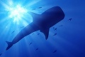 Japonsko provokuje: Vyráža na lov veľrýb, hoci je to prísne zakázané!