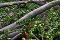 Nešťastie v lese: Drevorubača Pavla († 56) zasiahol strom, zraneniu podľahol!