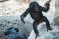 Šialená teória amerického genetika: Človek vznikol krížením šimpanza a... to budete pozerať!