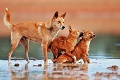 Divý dingo: Nenávidený pes Austrálie! Aký je symbol krajiny v skutočnosti?