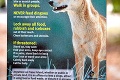 Divý dingo: Nenávidený pes Austrálie! Aký je symbol krajiny v skutočnosti?