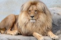 Kráľ džungle aj dokonalej frizúry: Český lev ohuruje maxi hrivou!